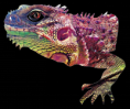 /album/fotogalerie-uvodni-stranka/iguana-png1/